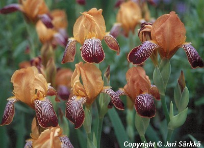 Taatankurjenmiekka, Iris variegata